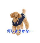 甘えん坊のトイプー モコ（個別スタンプ：5）