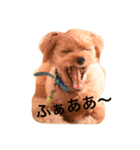 甘えん坊のトイプー モコ（個別スタンプ：13）