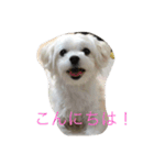 ぼくはペルル（個別スタンプ：1）