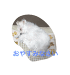 ぼくはペルル（個別スタンプ：5）