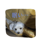 ぼくはペルル（個別スタンプ：6）