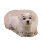 ぼくはペルル（個別スタンプ：8）