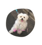 ぼくはペルル（個別スタンプ：9）