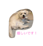ぼくはペルル（個別スタンプ：11）