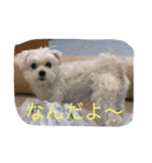 ぼくはペルル（個別スタンプ：12）