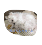 ぼくはペルル（個別スタンプ：13）