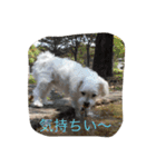 ぼくはペルル（個別スタンプ：14）