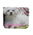 ぼくはペルル（個別スタンプ：15）
