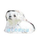 ぼくはペルル（個別スタンプ：16）