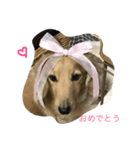 我が家のぼっちゃん2（個別スタンプ：6）