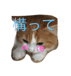 りゅうたろう君の日常〜ドタバタ編〜（個別スタンプ：3）