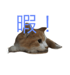 りゅうたろう君の日常〜ドタバタ編〜（個別スタンプ：4）