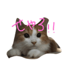 りゅうたろう君の日常〜ドタバタ編〜（個別スタンプ：5）