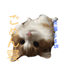 りゅうたろう君の日常〜ドタバタ編〜（個別スタンプ：9）