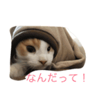 りゅうたろう君の日常〜ドタバタ編〜（個別スタンプ：10）