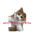 りゅうたろう君の日常〜ドタバタ編〜（個別スタンプ：12）