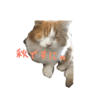 りゅうたろう君の日常〜ドタバタ編〜（個別スタンプ：13）