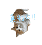 りゅうたろう君の日常〜ドタバタ編〜（個別スタンプ：14）