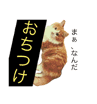 りゅうたろう君の日常〜ドタバタ編〜（個別スタンプ：15）