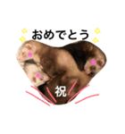 もふもふフェレちゃんず2（個別スタンプ：10）