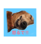 ワンコ表情（個別スタンプ：1）