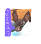 ワンコ表情（個別スタンプ：7）
