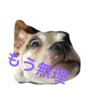コタローU^ェ^U（個別スタンプ：1）