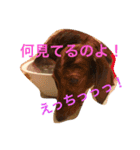 コタローU^ェ^U（個別スタンプ：2）