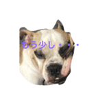 コタローU^ェ^U（個別スタンプ：3）