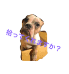 コタローU^ェ^U（個別スタンプ：10）