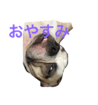 コタローU^ェ^U（個別スタンプ：12）