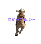 コタローU^ェ^U（個別スタンプ：14）