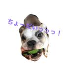 コタローU^ェ^U（個別スタンプ：16）