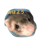 フェレットのグリコとロック（個別スタンプ：1）