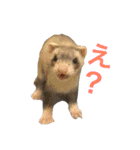 フェレットのグリコとロック（個別スタンプ：5）