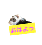 フェレットのグリコとロック（個別スタンプ：11）