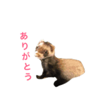 フェレットのグリコとロック（個別スタンプ：13）