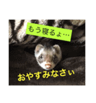 フェレットのグリコとロック（個別スタンプ：14）