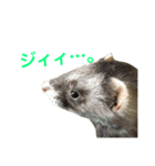 フェレットのグリコとロック（個別スタンプ：15）