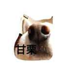 白柴ひゅうさん（個別スタンプ：6）