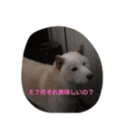 白柴ひゅうさん（個別スタンプ：7）