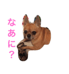 スムースコートチワワの毎日（個別スタンプ：1）