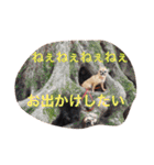スムースコートチワワの毎日（個別スタンプ：4）