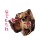 スムースコートチワワの毎日（個別スタンプ：6）