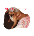 スムースコートチワワの毎日（個別スタンプ：11）