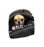 スムースコートチワワの毎日（個別スタンプ：14）