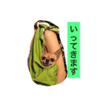 スムースコートチワワの毎日（個別スタンプ：15）
