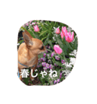 スムースコートチワワの毎日（個別スタンプ：19）