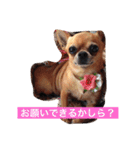スムースコートチワワの毎日（個別スタンプ：20）