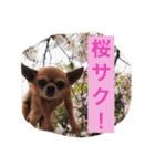 スムースコートチワワの毎日（個別スタンプ：21）